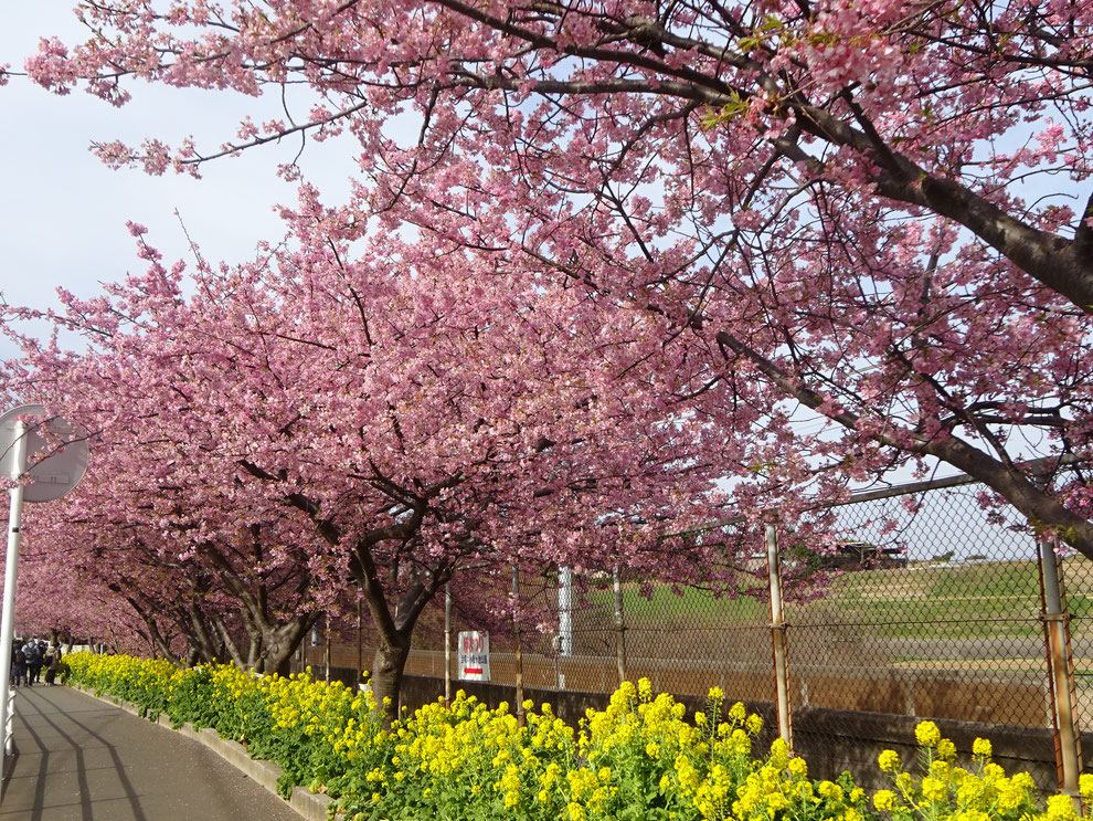 桜 まつり 海岸 三浦 三浦海岸桜まつり（お花見）